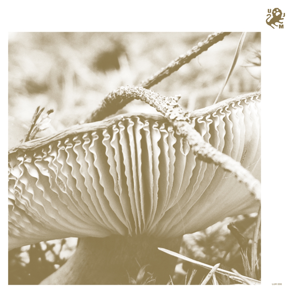 Late Night Poems - Rise & Bloom cover net.jpg